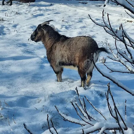 A La Maison Du Bonheur بيت للعطل